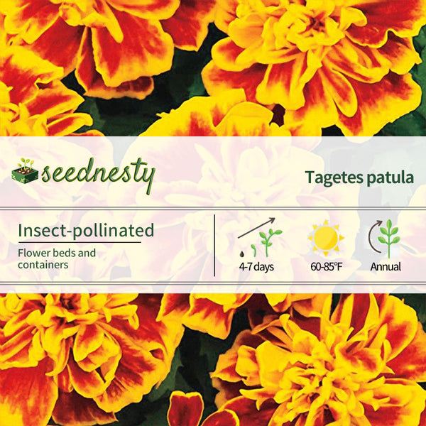 Bonanza Bee Marigold Seeds