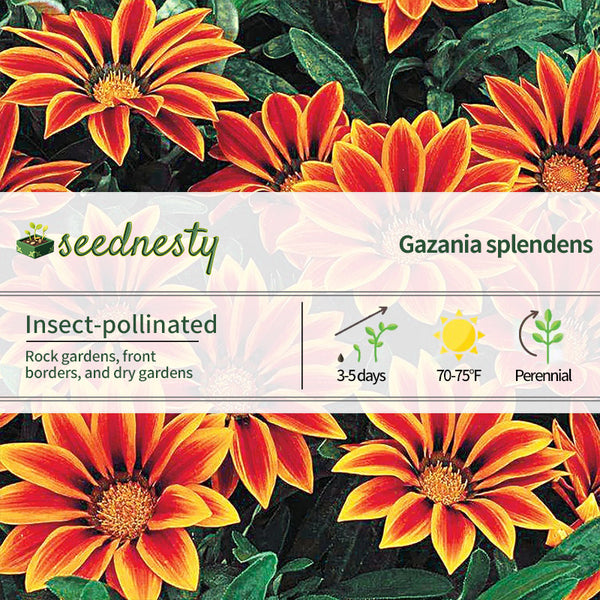 Frosty Kiss Orange Flame Hybrid Gazania Seeds