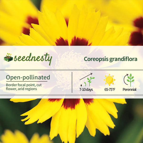 SunKiss Coreopsis Seeds