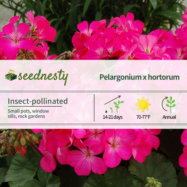 Nano Pink Geranium Seeds