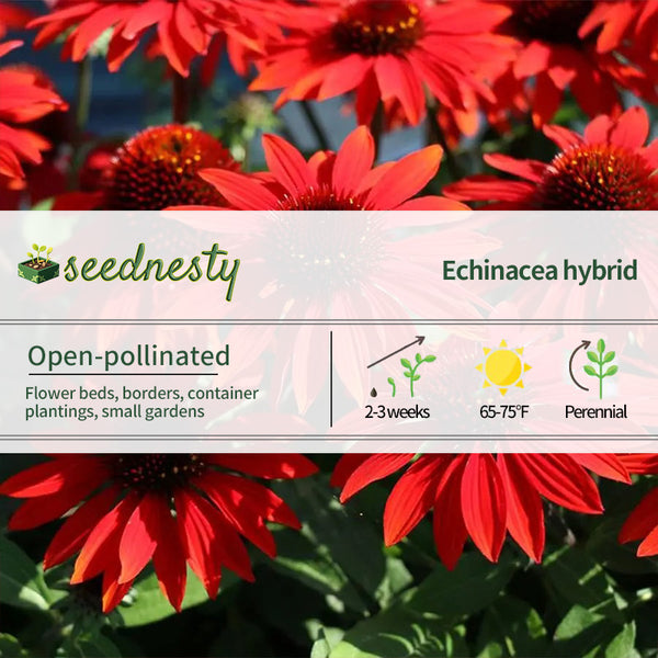 Echinacea Sombrero Sangrita Red Seeds