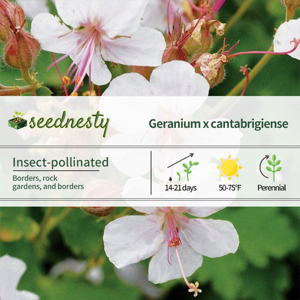 Geranium 'Karmina' Seeds