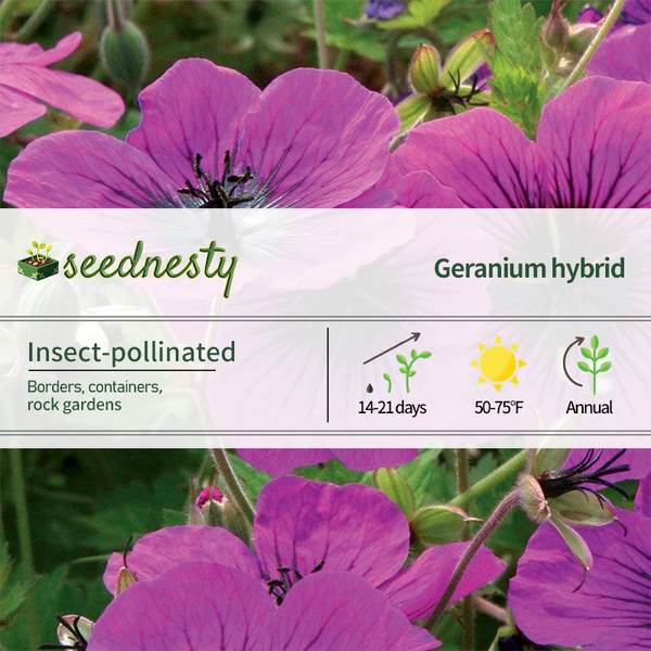 Geranium 'Dragon Heart' Seeds