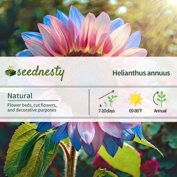 Twin-Blossom Blue Over Pink Sunflower Seeds