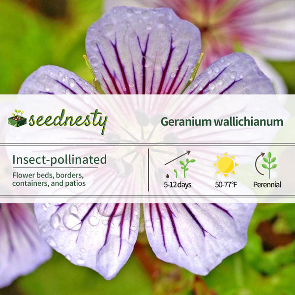 Crystal Lake Geranium Seeds