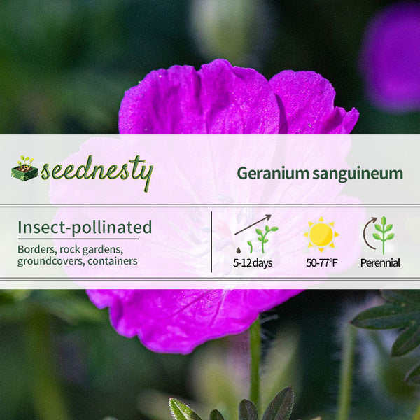 Geranium 'Max Frei' Seeds