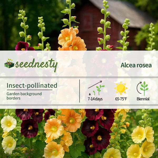 Old Barnyard Mix Hollyhock Seeds