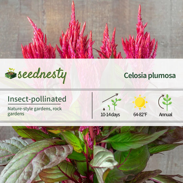 Burning Embers Celosia Seeds