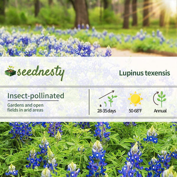 Texas Bluebonnet Seeds