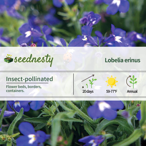 Masterpiece Blue with Eye Lobelia Seeds