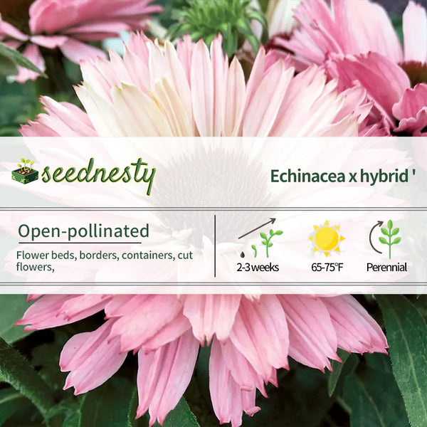 Echinacea SunSeekers Salmon Coneflower Seeds