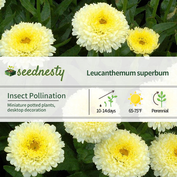 'Luna' Shasta Daisy Seeds