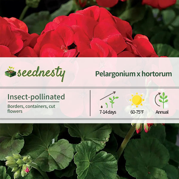 Maverick Scarlet Geranium Seeds
