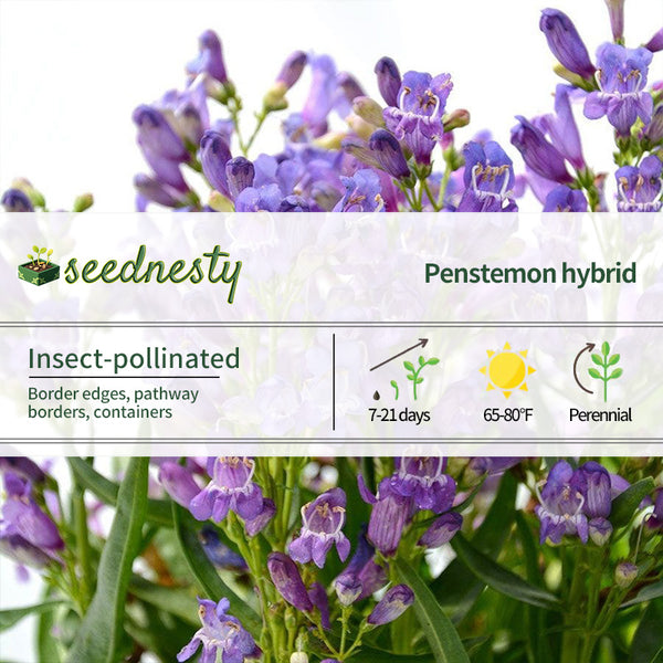 Penstemon Blue Rock Candy Seeds