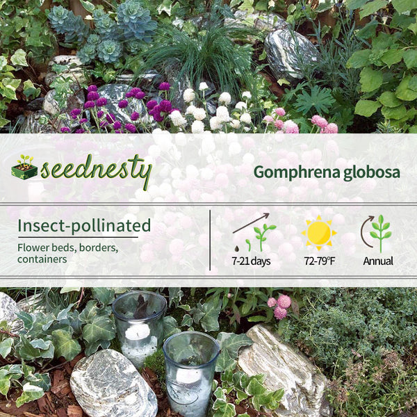 Las Vegas Mix Gomphrena Seeds