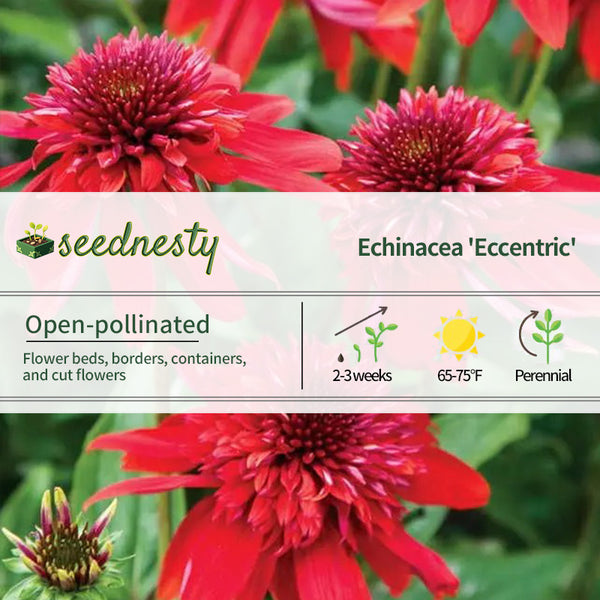 'Eccentric' Coneflower Seeds