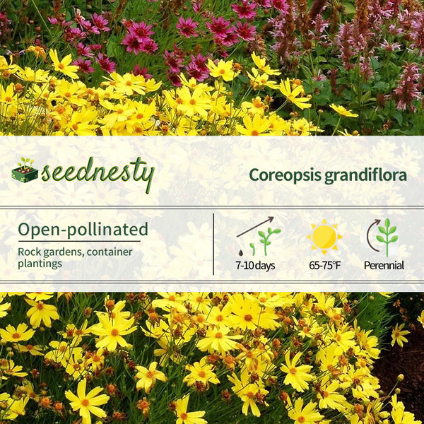 Coreopsis 'Citrine' Seeds