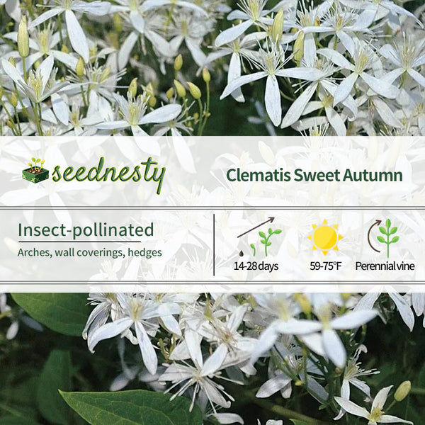 Clematis Sweet Autumn