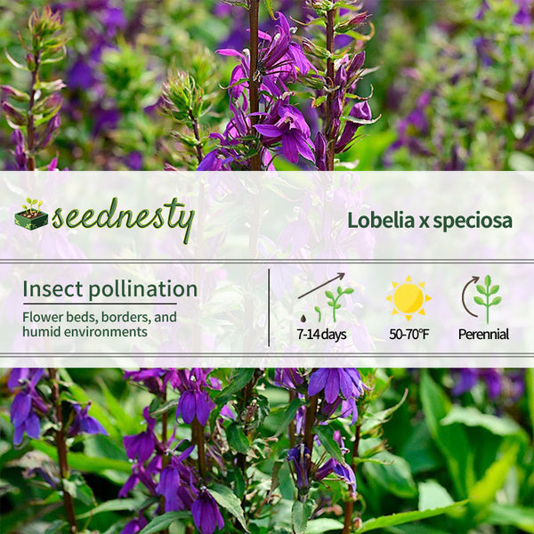 Lobelia Starship Blue Seeds