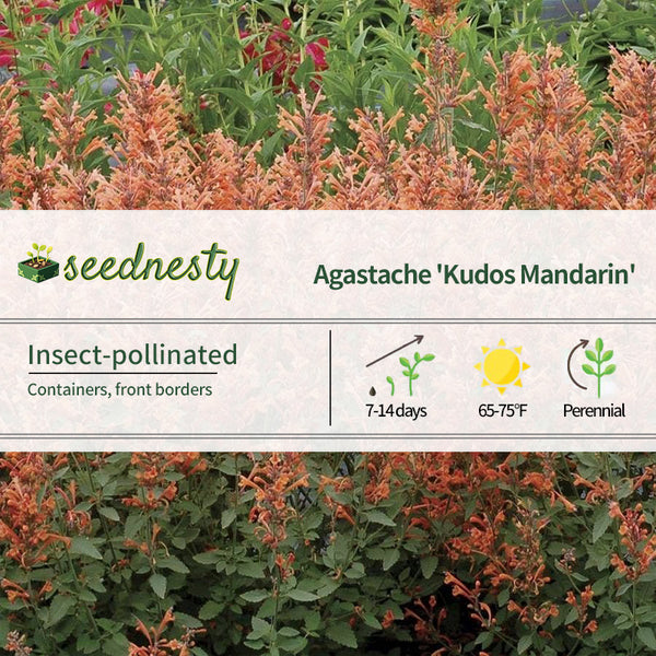 Agastache Kudos 'Kudos Mandarin' Hyssop Seeds