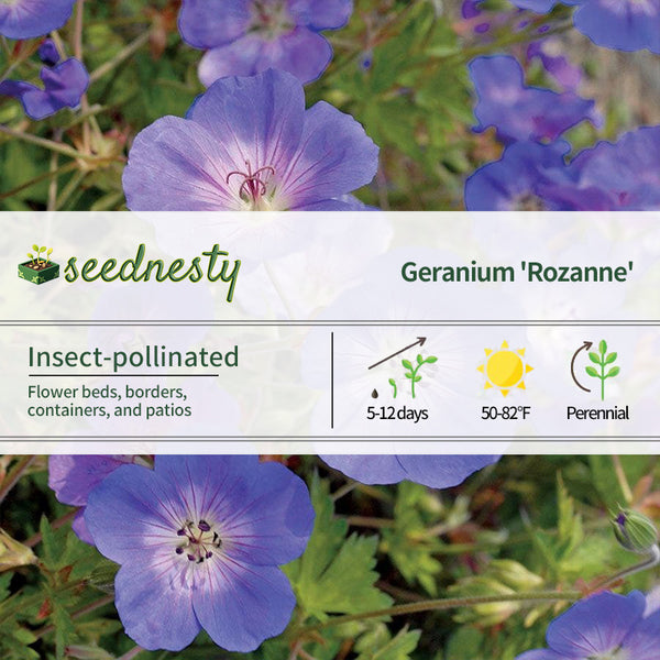 'Rozanne' Geranium Seeds