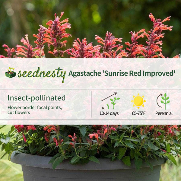 Agastache Sunrise Red Improved Hyssop Seeds