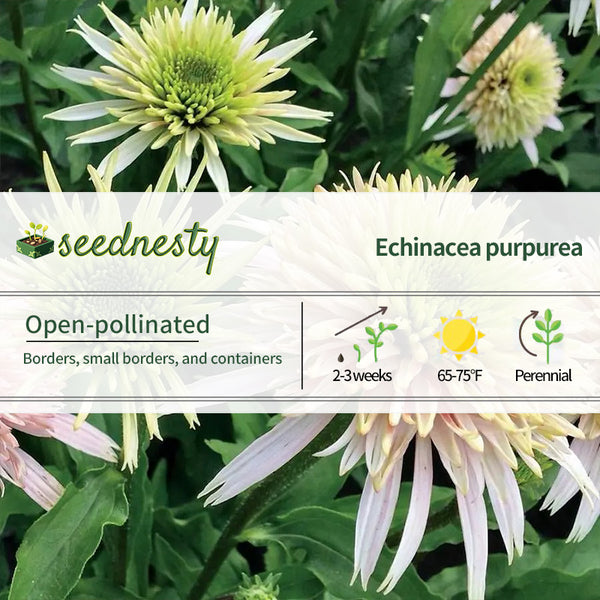 Echinacea Cone - Fections 'Cherry Fluff' Seeds