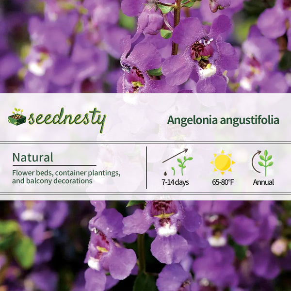 Serena Purple Angelonia Seeds