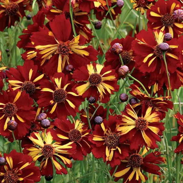 Roulette Coreopsis Seeds