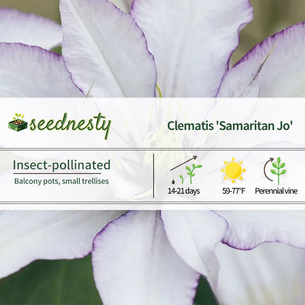 Clematis Samaritan Jo Boulevard