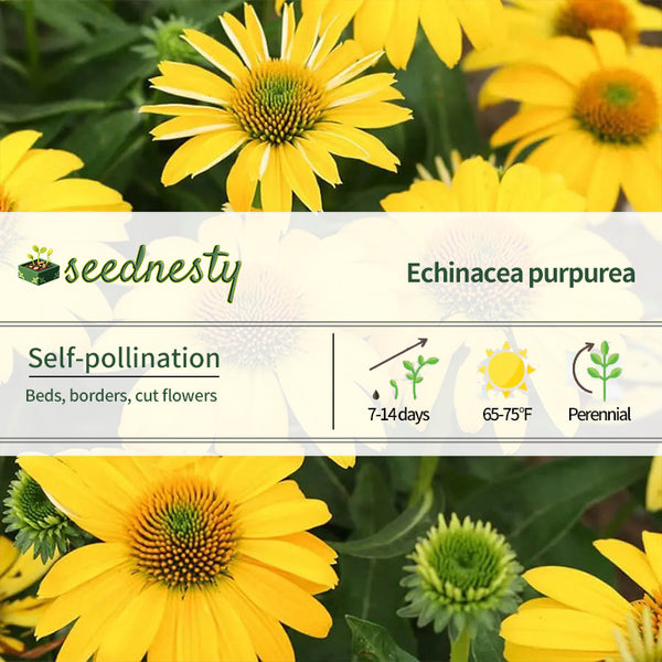 Echinacea Sombrero Lemon Yellow Improved Coneflower Seeds