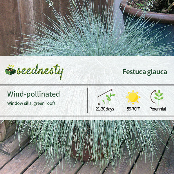 Festuca Beyond Blue Ornamental Fescue Seeds
