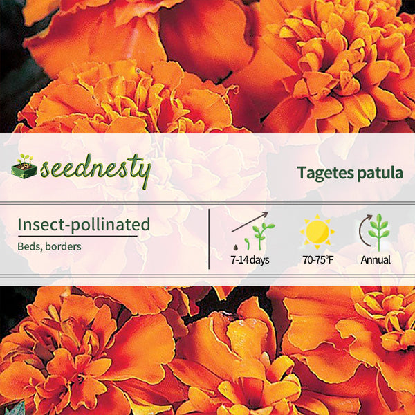 Janie Deep Orange Marigold Seeds