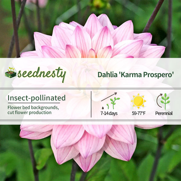 Dahlia Karma Prospero Decorative Dahlia Seeds