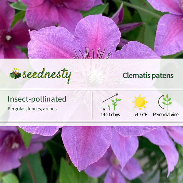 Clematis 'Adam's Courage' Seeds