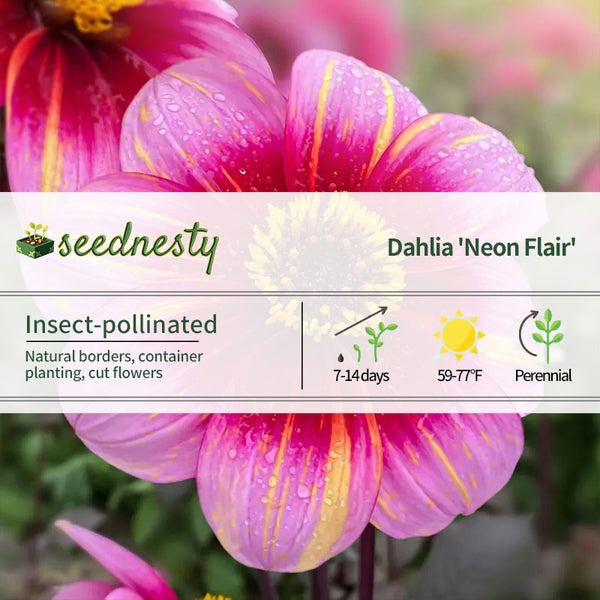 Dahlia Neon Flair Dark Leaf Single Seeds