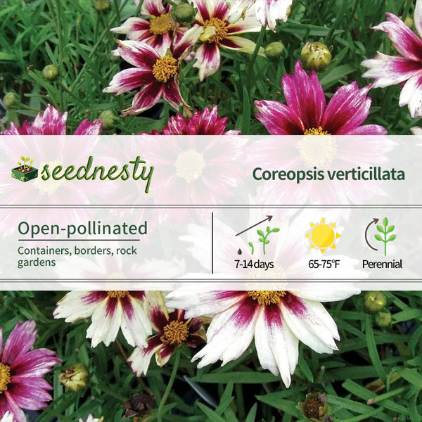 Coreopsis Li'l Bang 'Starlight'