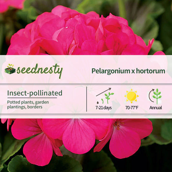 Maverick Rose Hybrid Geranium Seeds