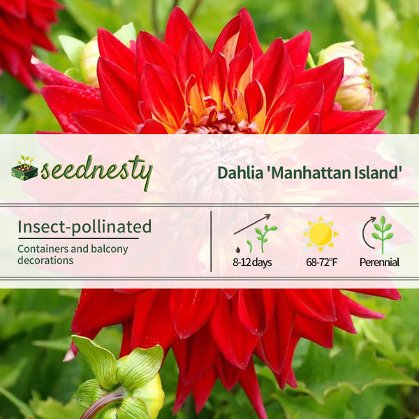 Dahlia Manhattan Island Seeds