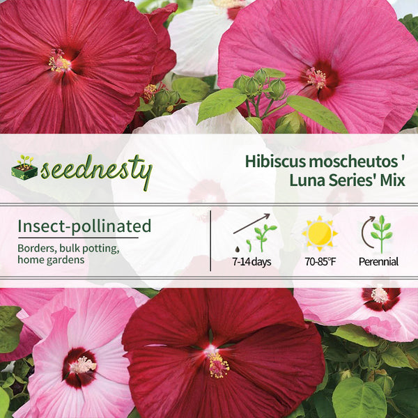 Luna Mix Hibiscus Seeds