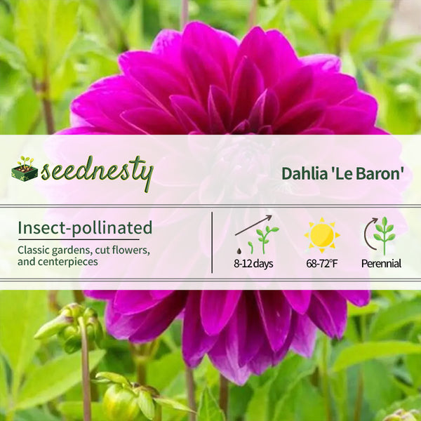 Dahlia 'Le Baron' Seeds