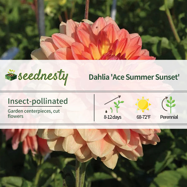 Dahlia 'Ace Summer Sunset' Seeds