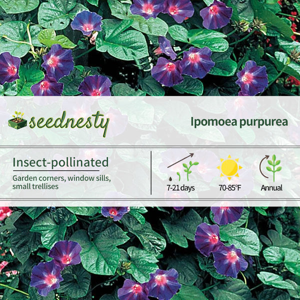 'Star of Yelta' Morning Glory Vine Seeds