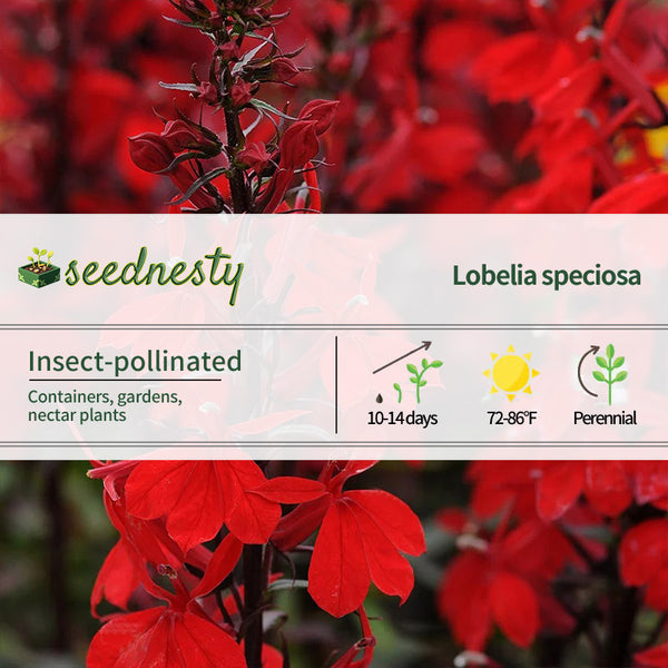 Starship Scarlet Lobelia Seeds