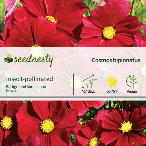 'Rubenza' Cosmos Seeds