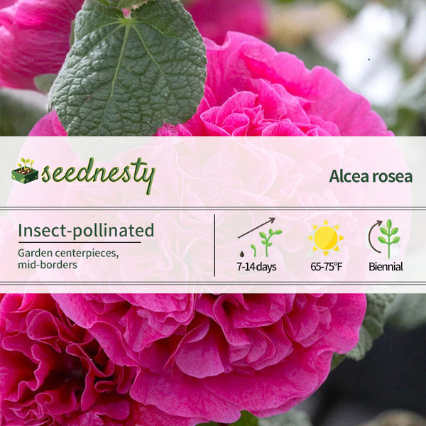 Alcea Double Pink Hollyhock Seeds