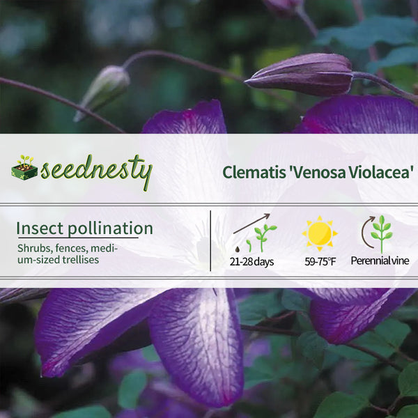 Clematis 'Venosa Violacea' Seeds
