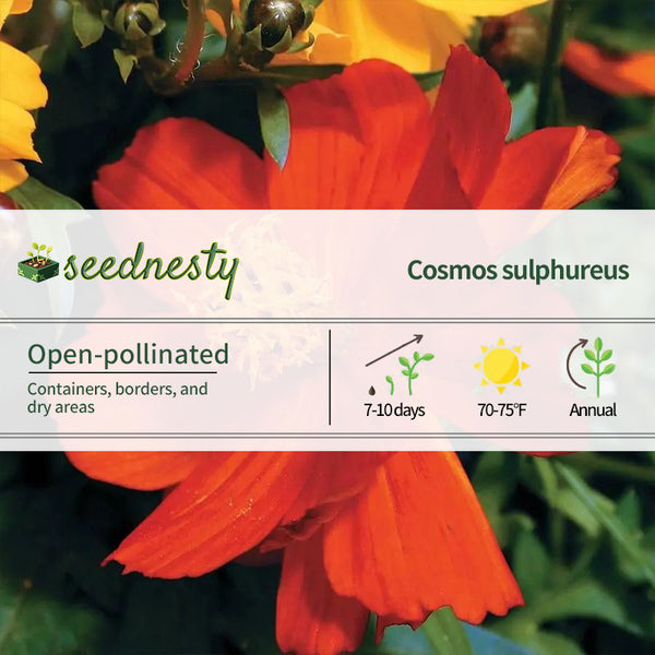 Cosmic Red Cosmos Seeds