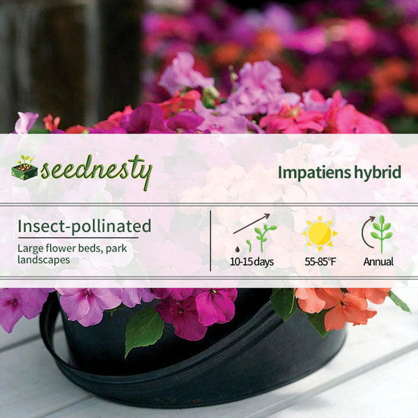 Xtreme Utopia Mix Impatiens Seeds