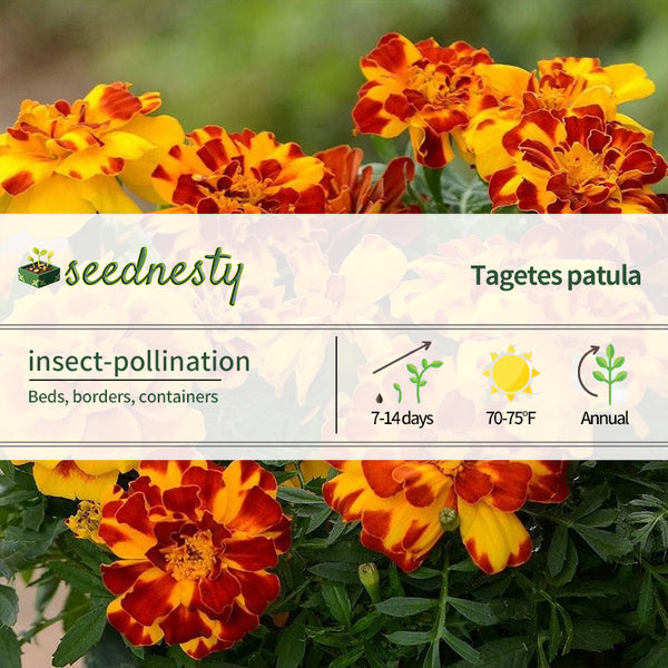 Durango Mixture French Marigold Seeds